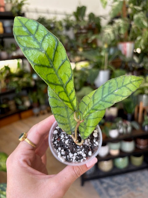 Hoya callistophylla - két méretben - Tropical Home 
