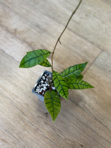 Hoya callistophylla - két méretben - Tropical Home 