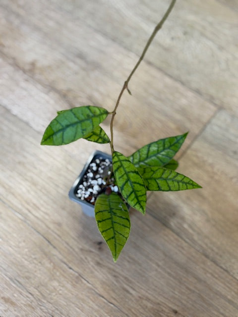 Hoya callistophylla - két méretben - Tropical Home 