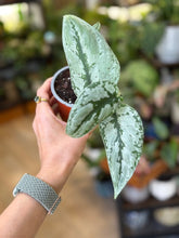 Kép betöltése a galériamegjelenítőbe: Scindapsus sp. Kalimantan - Tropical Home 

