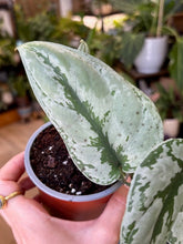 Kép betöltése a galériamegjelenítőbe: Scindapsus sp. Kalimantan - Tropical Home 
