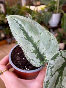 Scindapsus sp. Kalimantan - Tropical Home 