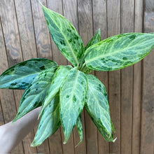 Kép betöltése a galériamegjelenítőbe: Aglaonema &quot;Peacock&quot; - Rákvirág - Chinese Evergreen
