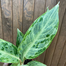 Kép betöltése a galériamegjelenítőbe: Aglaonema &quot;Peacock&quot; - Rákvirág - Chinese Evergreen
