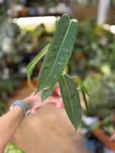 Kép betöltése a galériamegjelenítőbe: Philodendron spiritus-sancti
