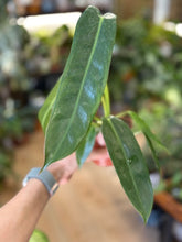 Kép betöltése a galériamegjelenítőbe: Philodendron spiritus-sancti
