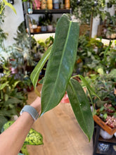 Kép betöltése a galériamegjelenítőbe: Philodendron spiritus-sancti
