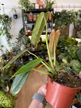 Kép betöltése a galériamegjelenítőbe: Philodendron spiritus-sancti
