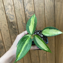 Kép betöltése a galériamegjelenítőbe: Hoya macrophylla/latifolia &quot;Pot of gold&quot;
