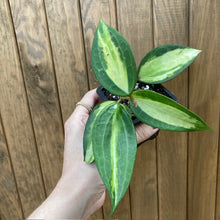 Kép betöltése a galériamegjelenítőbe: Hoya macrophylla/latifolia &quot;Pot of gold&quot;
