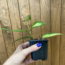 Kép betöltése a galériamegjelenítőbe: Hoya macrophylla/latifolia &quot;Pot of gold&quot;
