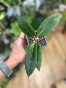 Hoya soligamiana - Tropical Home 
