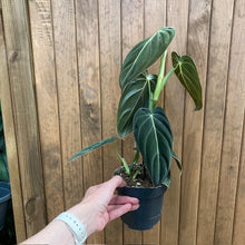 Kép betöltése a galériamegjelenítőbe: Philodendron melanochrysum - Tropical Home 
