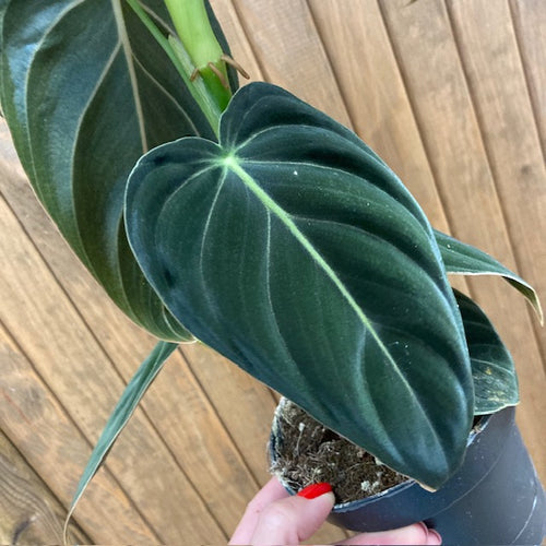 Philodendron melanochrysum - Tropical Home 
