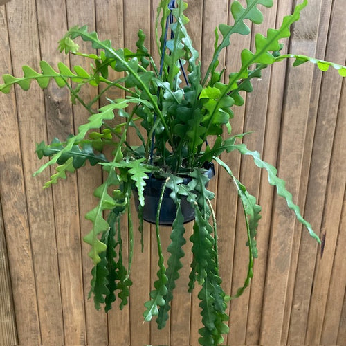 Epiphyllum anguliger - Karéjos kaktusz 14cm - Fishbone cactus - Tropical Home 