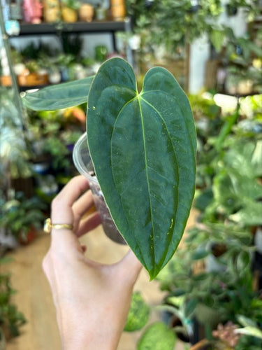 Anthurium papillilaminum - Két méretben - Saját szaporítás - Tropical Home 