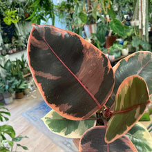 Kép betöltése a galériamegjelenítőbe: Ficus elastica &quot;Belize&quot; - Szobafikusz - Rubber plant - Tropical Home 
