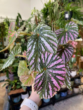 Kép betöltése a galériamegjelenítőbe: Begonia brevirimosa - Tropical Home 
