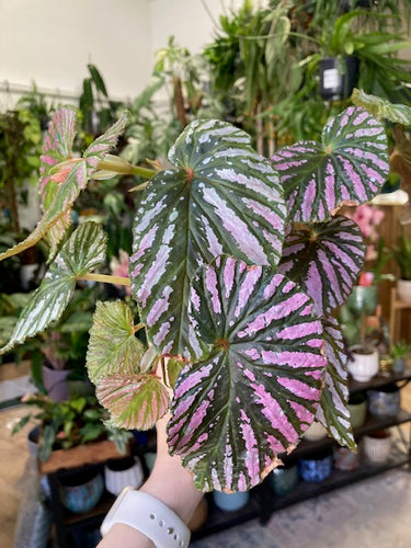 Begonia brevirimosa - Tropical Home 