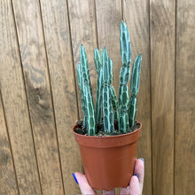 Kép betöltése a galériamegjelenítőbe: Senecio stapeliaeformis - Pickle plant
