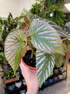 Begonia brevirimosa - Tropical Home 