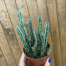 Kép betöltése a galériamegjelenítőbe: Senecio stapeliaeformis - Pickle plant
