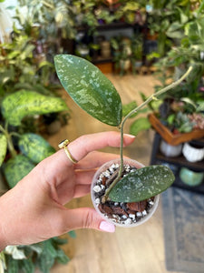 Hoya phuwuaensis - Tropical Home 