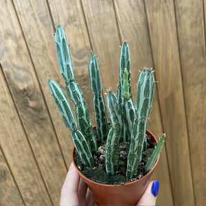 Senecio stapeliaeformis - Pickle plant