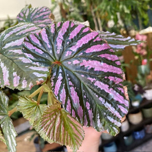 Begonia brevirimosa - Tropical Home 