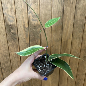 Hoya macrophylla/latifolia albomarginata