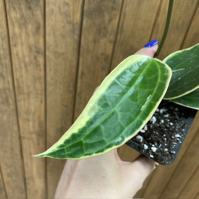 Hoya macrophylla/latifolia albomarginata