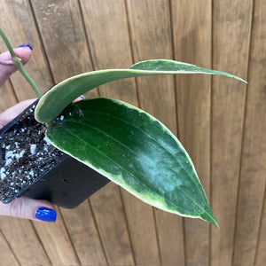 Hoya macrophylla/latifolia albomarginata