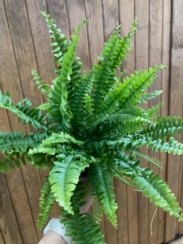 Nephrolepis exaltata 