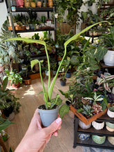 Kép betöltése a galériamegjelenítőbe: Monstera burle-marx &quot;Flame&quot; kicsi - Tropical Home 
