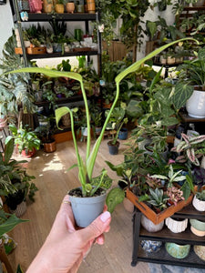 Monstera burle-marx "Flame" kicsi - Tropical Home 
