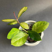 Kép betöltése a galériamegjelenítőbe: Hoya australis &quot;Lisa&quot; - Tropical Home 
