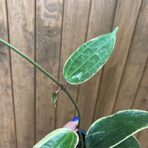 Hoya macrophylla/latifolia albomarginata