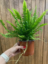 Kép betöltése a galériamegjelenítőbe: Nephrolepis exaltata &quot;Green lady&quot; -  Szobapáfrány - Tropical Home 
