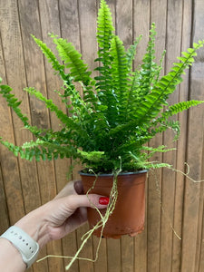 Nephrolepis exaltata "Green lady" -  Szobapáfrány - Tropical Home 