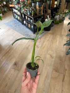 Monstera burle-marx "Flame" kicsi - Tropical Home 