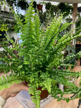Kép betöltése a galériamegjelenítőbe: Nephrolepis exaltata &quot;Green lady&quot; -  Szobapáfrány - Tropical Home 
