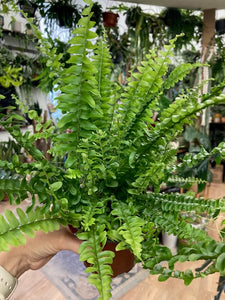 Nephrolepis exaltata "Green lady" -  Szobapáfrány - Tropical Home 
