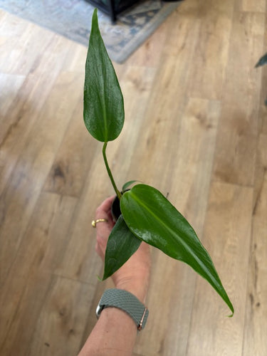 Monstera burle-marx 