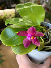 Kép betöltése a galériamegjelenítőbe: Phalaenopsis violacea - illatos
