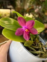 Kép betöltése a galériamegjelenítőbe: Phalaenopsis violacea - illatos
