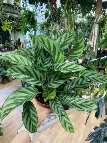Calathea 