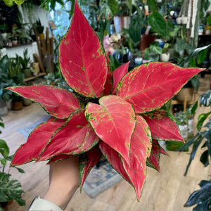 Aglaonema "Cherry baby" - Rákvirág - Chinese Evergreen - Tropical Home 