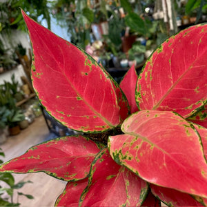 Aglaonema "Cherry baby" - Rákvirág - Chinese Evergreen - Tropical Home 