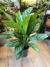 Kép betöltése a galériamegjelenítőbe: Aglaonema "Stripes" 17cm - Rákvirág - Chinese Evergreen
