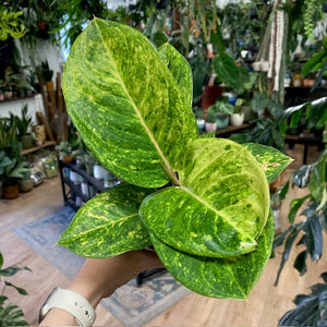 Aglaonema "Apple green" - Rákvirág - Chinese Evergreen - Tropical Home 